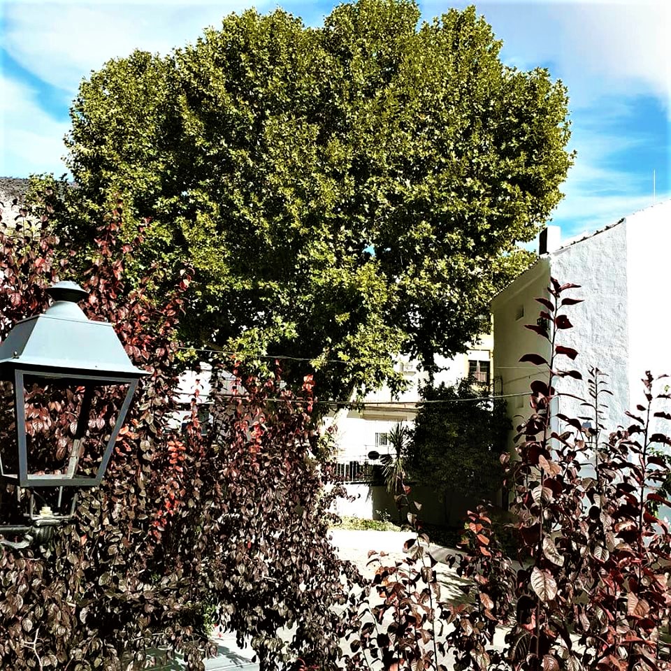 Temporada de patos—Temporada de conejos (50)