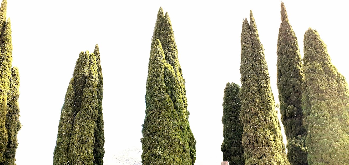 Temporada de patos—Temporada de conejos (39)