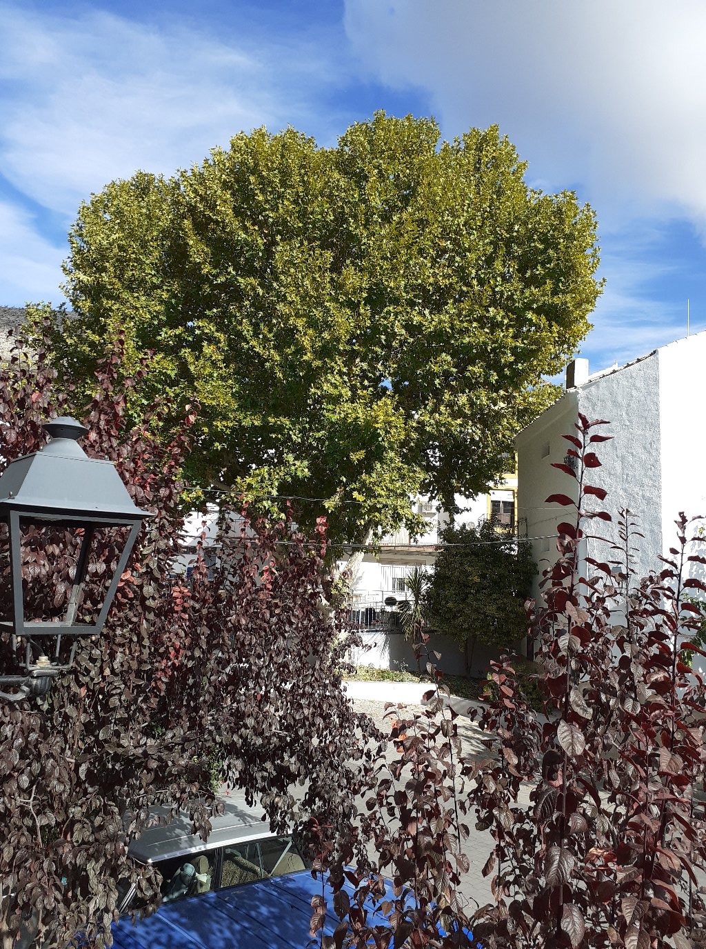 Temporada de patos—Temporada de conejos (74)